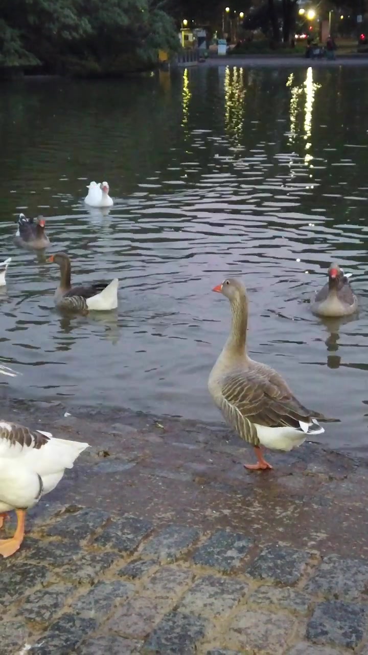 Vertical de gansos y patos nadando en el lago del Parque Centenario al anochecer en Buenos Aires.