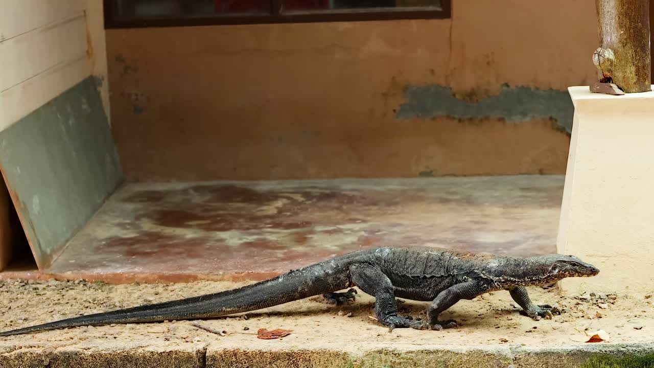 A monitor lizard moves along a concrete path beside a building.