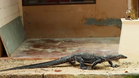 a monitor lizard moves along a concrete path beside a building.