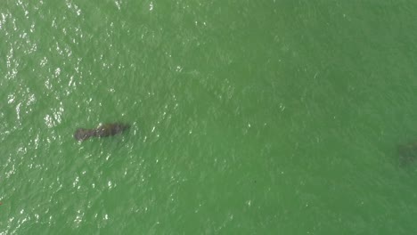 manatee-swimming-off-florida-coast