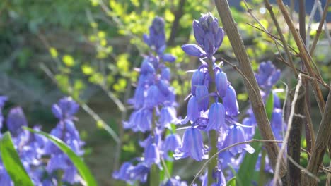 campanillas en el jardín inglés a través de la luz del sol