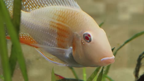 primer plano de un pez cíclido en un acuario