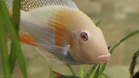 closeup of a cichlid fish in an aquarium