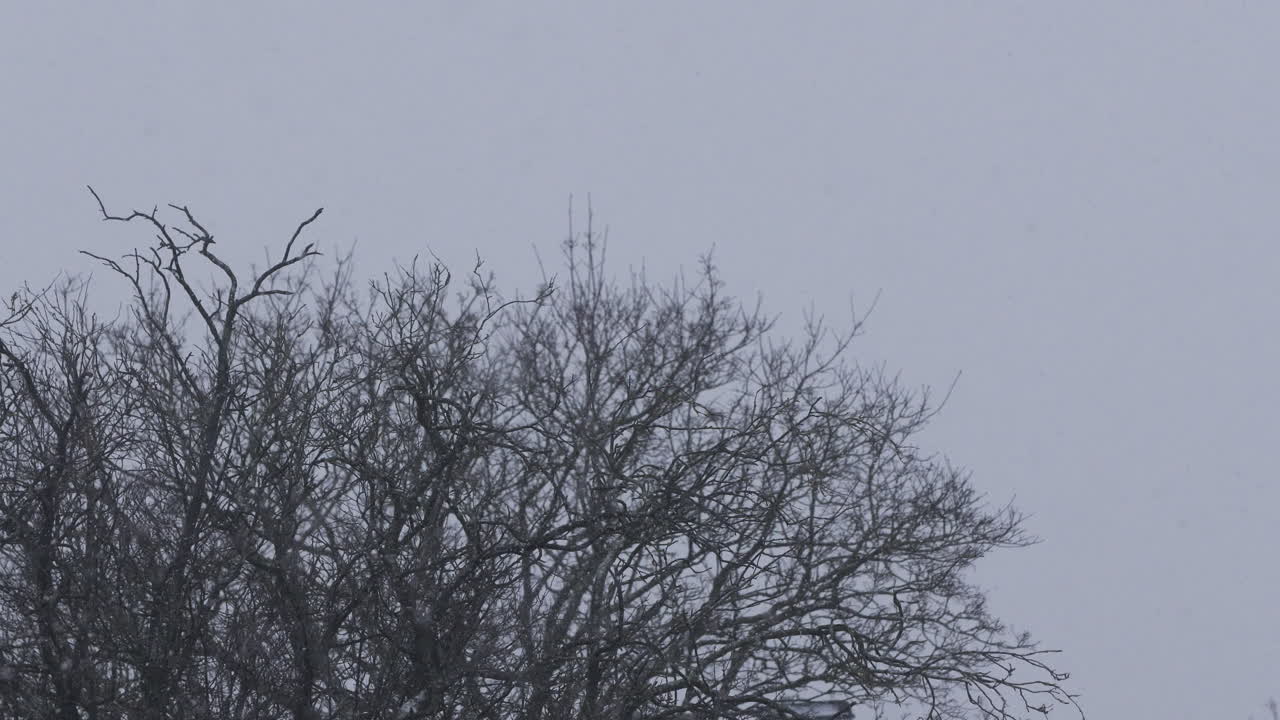 회색 하늘을 배경으로 벌거벗은 나무와 함께 내리는 눈