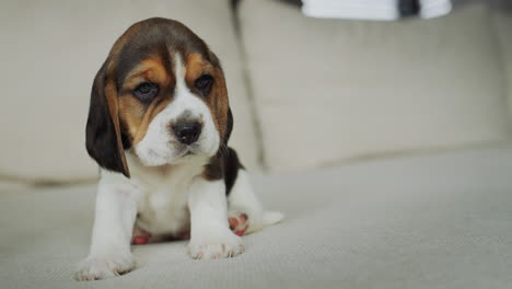 portrait of a cute beagle puppy. napping on the couch