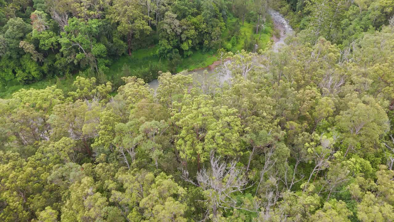 vista aérea del bosque y del arroyo sinuoso