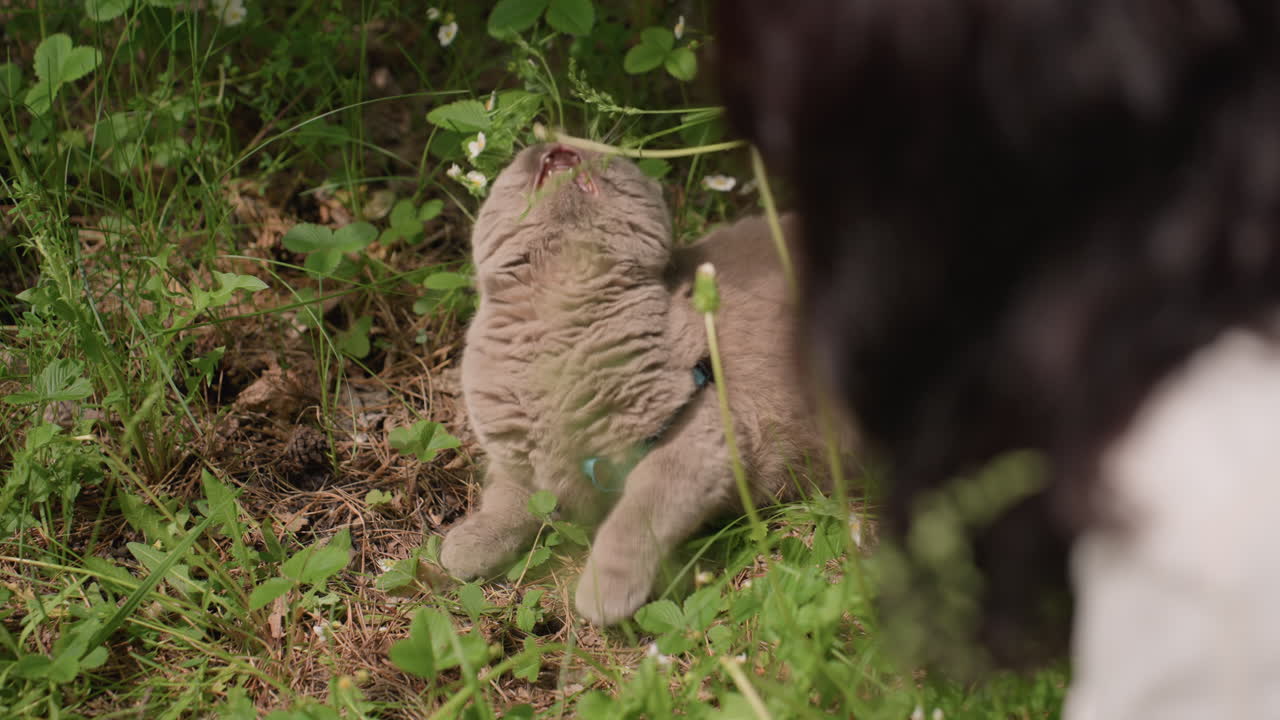 Garden Grass Cat Interacting With Distant Dog Silhouette While RedNailed Hand Dangles Grass Stem, Playful Tension And Curiosity In Leafy Outdoor Setting, Leash Visible, Attentive Feline Expression
