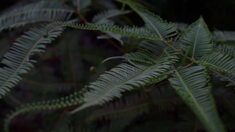 static shot of fern leaves