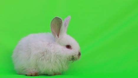 white rabbit on green screen