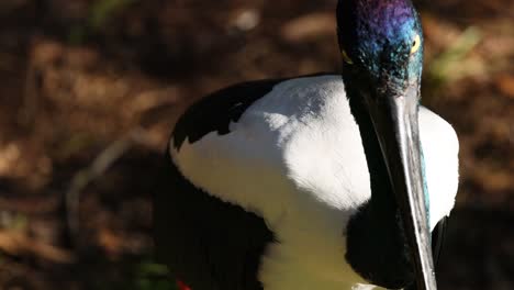 close-up of a black-necked stork in natural habitat