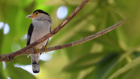 the silver-breasted broadbill is a famous bird in thailand, both local and international