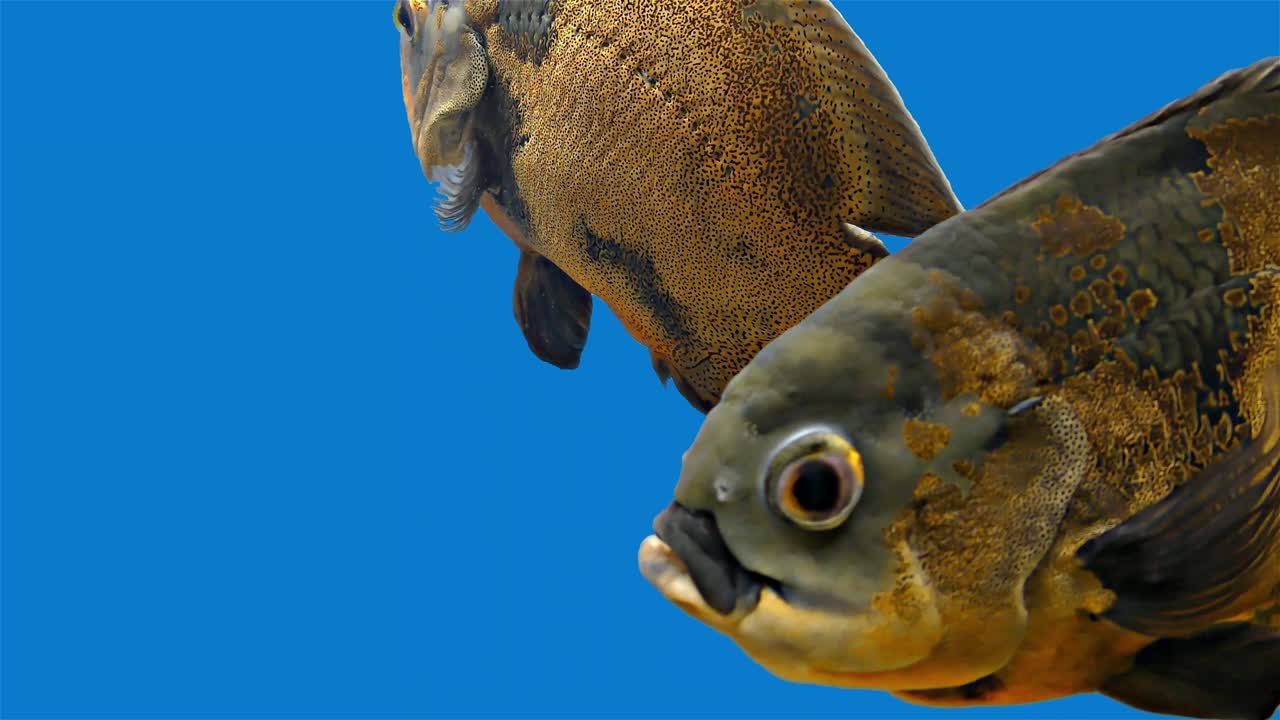 아마존 열대 물고기 - 호랑이 오스카, 파란 배경, 파란 화면