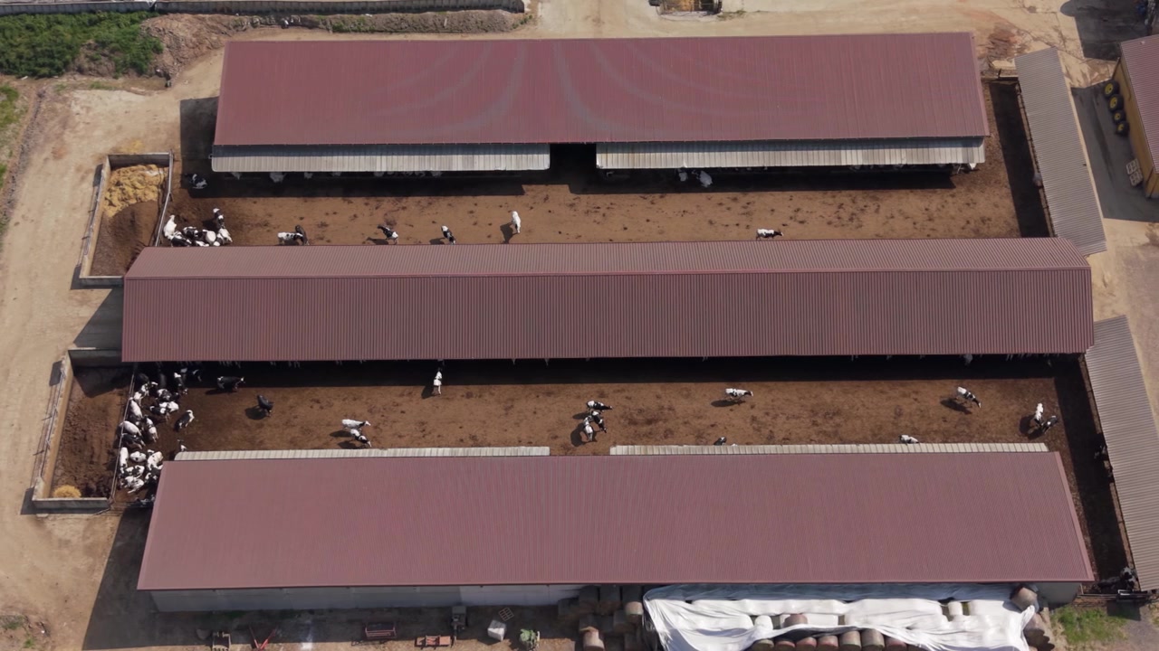 Vista aerea di un'azienda agricola per la produzione di latte nel nord Italia, con mucche al pascolo vicino alla stalla, strutture per il bestiame, pascolo aperto e moderne infrastrutture agricole
