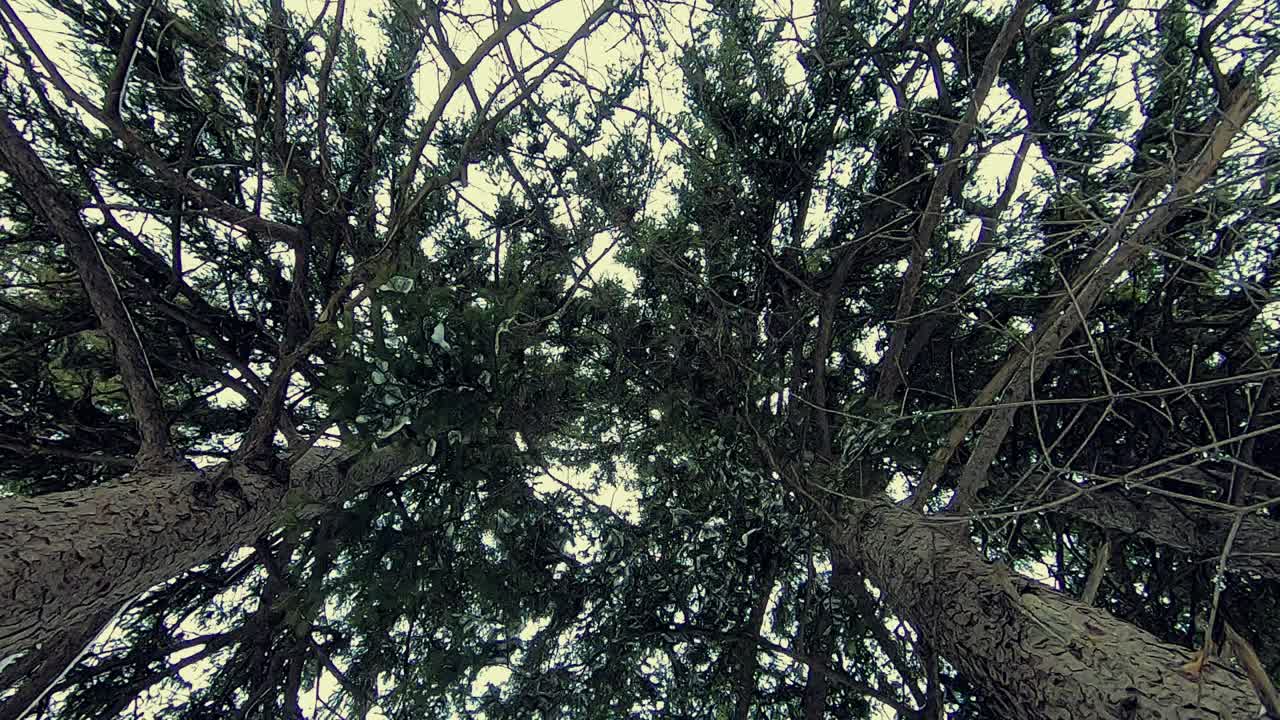 흐린 날에 숲에서 나무 꼭대기의 상향 보기