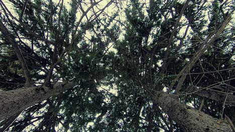 vista hacia arriba de las copas de los árboles en el bosque en un día nublado