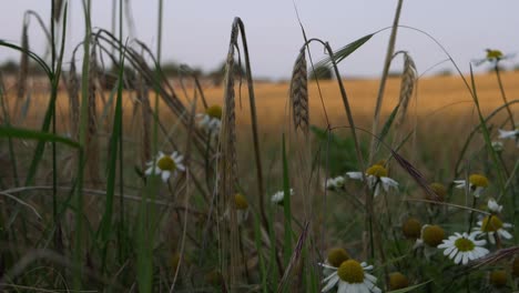 Campo-De-Trigo-Con-Flores-De-Margarita-Tiro-Inclinado