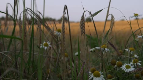 campo de trigo con flores de margarita tiro inclinado