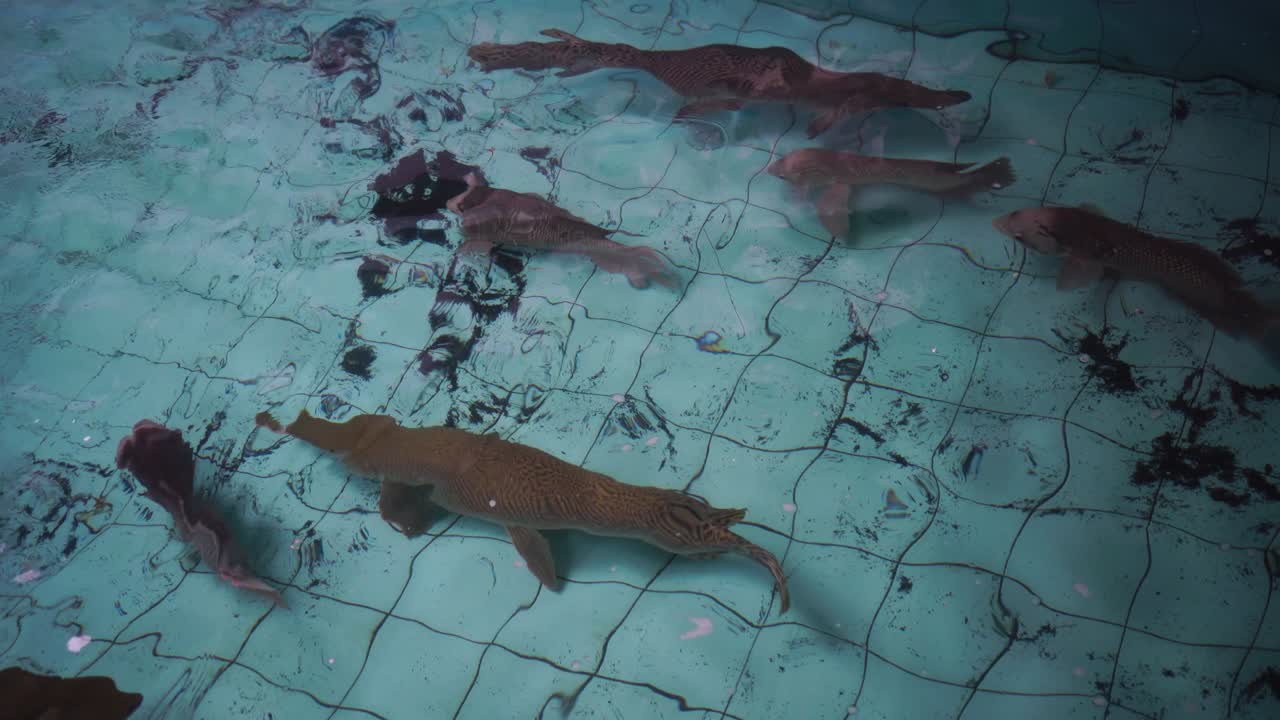 Alligatorgedde, Atractosteus spatula, stor fisk bevæger sig i vandet