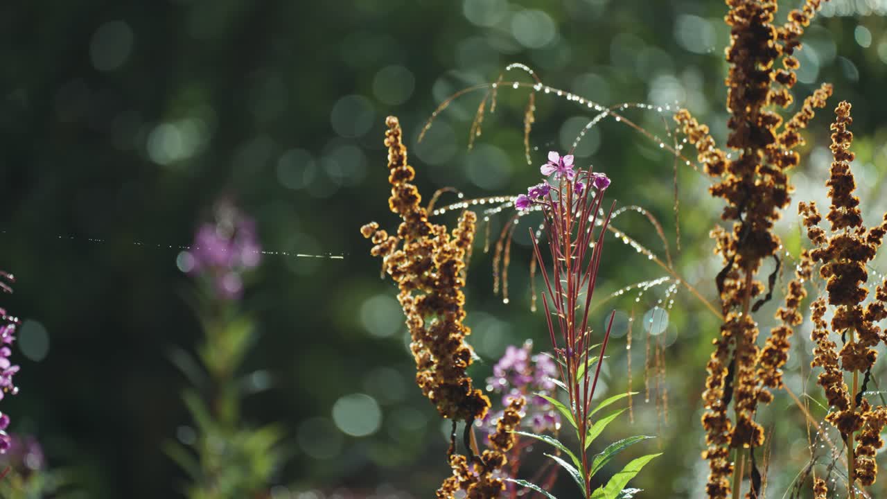 flores de hierba de fuego, malezas secas y telarañas con cuentas de rocío matutino