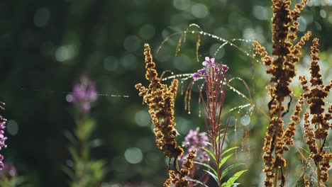 Fireweed-flowers,-dry-weeds,-and-cobwebs-beaded-with-morning-dew