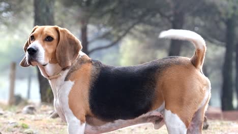 disparo en cámara lenta de un beagle moviendo la cola mientras está en el parque durante el día