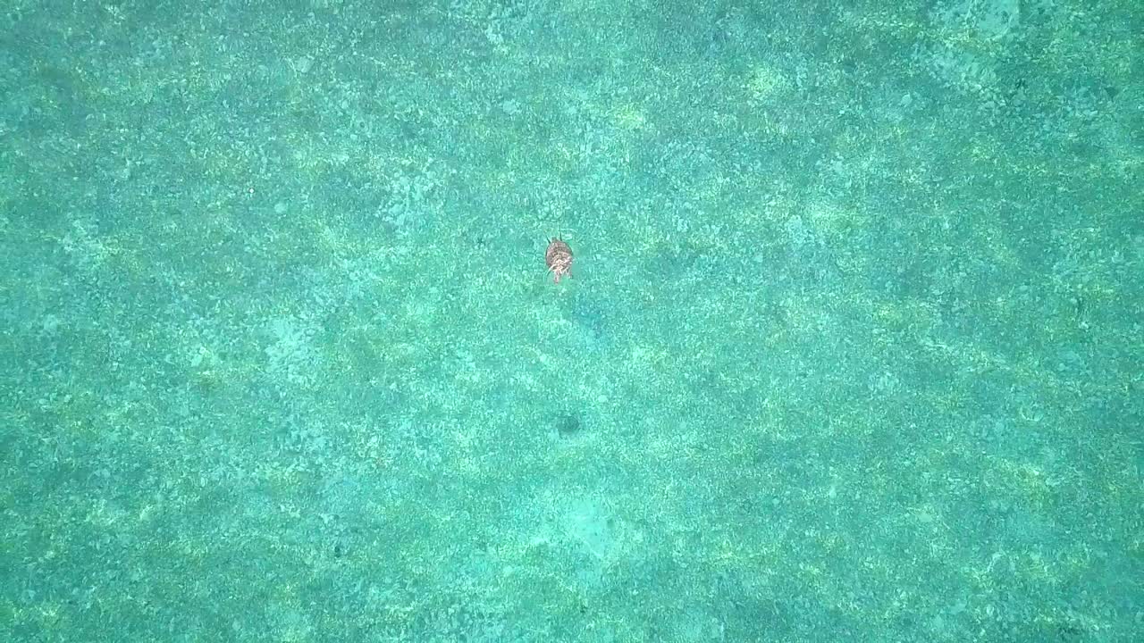 말레이시아의 맑은 물과 거북이 위의 공중 비행, 슬로우 모션으로 올라가는 극도로 넓은 새의 눈 관점