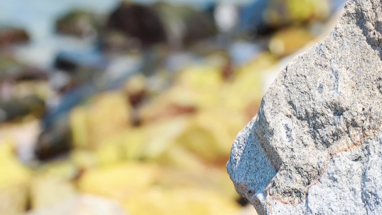Close-up of textured rock with blurred ocean waves in the background, captured in natural daylight at a beach