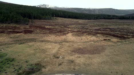 Eine-Drohne-Fliegt-Rückwärts-Von-Einer-Kiefernplantage-In-Den-Bergen-Schottlands-Weg-Und-Enthüllt-Ein-Abgelegenes-Gebäude-Mit-Einem-Roten-Dach-Neben-Einem-Fluss