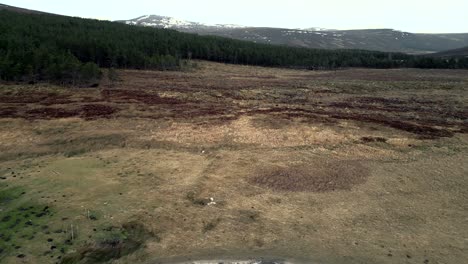 Un-Dron-Vuela-Hacia-Atrás-Alejándose-De-Una-Plantación-De-Pinos-En-Las-Montañas-De-Escocia-Para-Revelar-Un-Edificio-Remoto-Con-Un-Techo-Rojo-Al-Lado-De-Un-Río