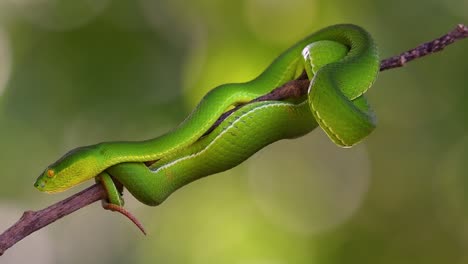 la víbora de labios blancos es una víbora venenosa endémica del sudeste asiático y a menudo se encuentra durante la noche esperando en una rama o rama de un árbol cerca de un cuerpo de agua con muchos alimentos