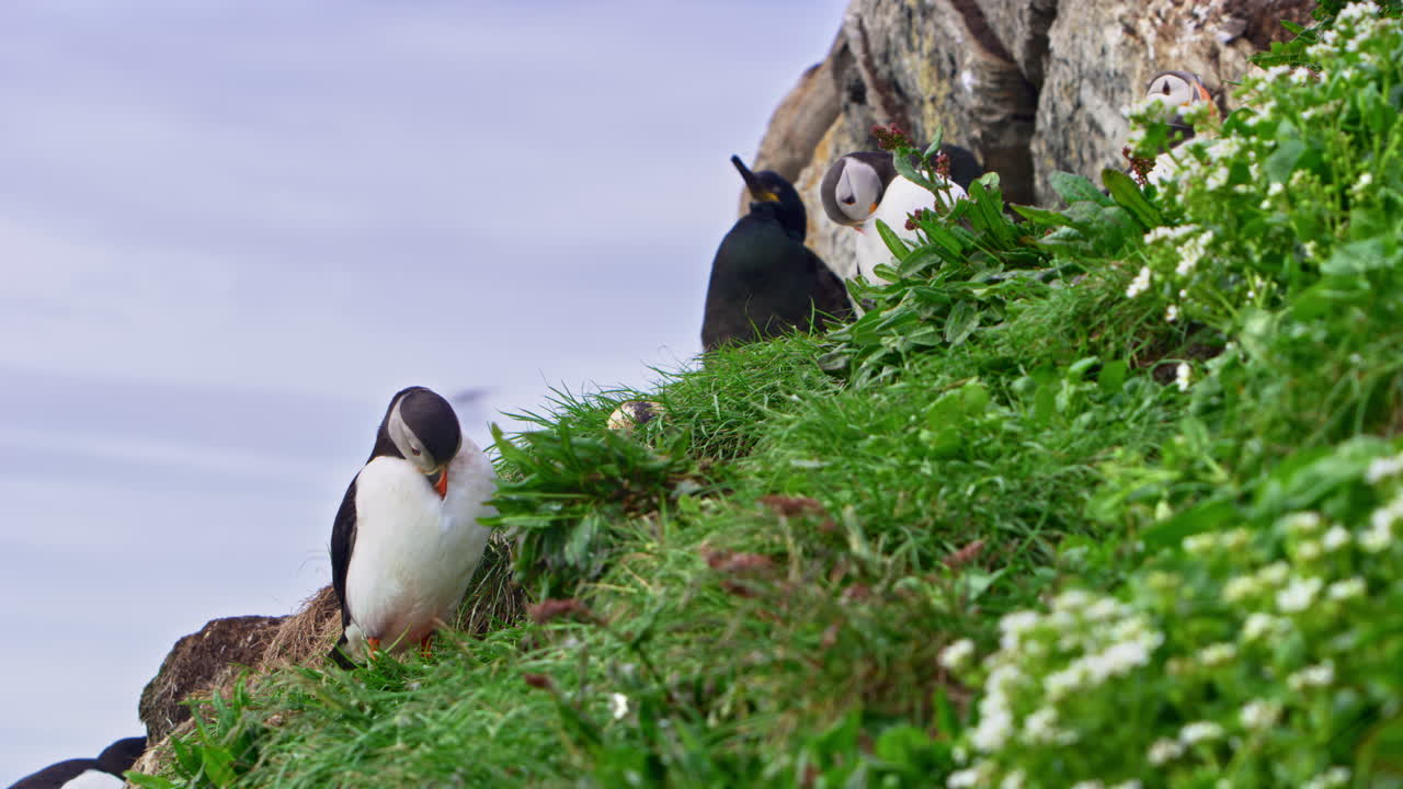 Close-up of an Atlantic puffin (Fratercula arctica) preening on a grassy cliff beside another puffin and a European shag (Gulosus aristotelis) on Hornøya Island, Vardø, Northern Norway in summer