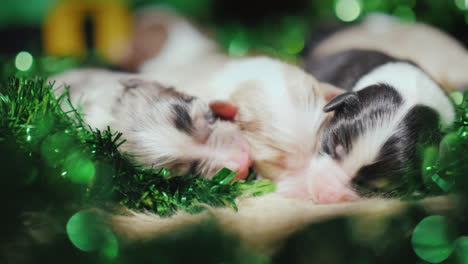 Three-Newborn-Puppies-Are-In-The-Green-Decorations-On-The-Day-Of-St-Patrick