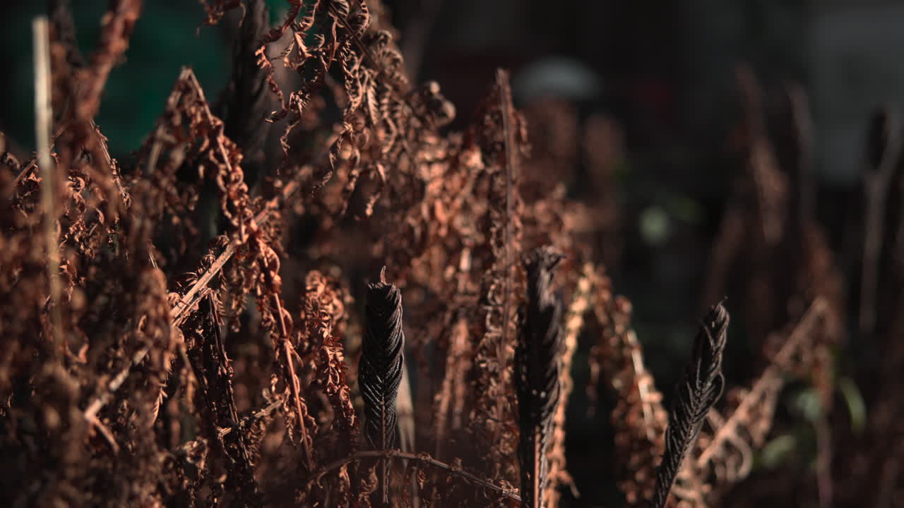 Close-up of dried ferns