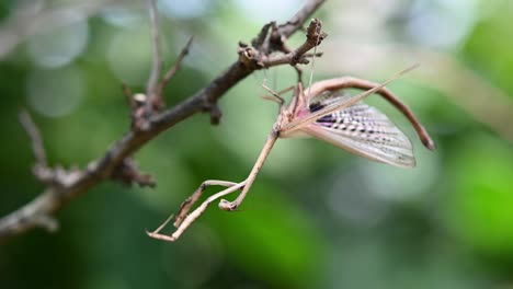 Heterochaetula-Straminea,-Mantis,-Imágenes-De-4k