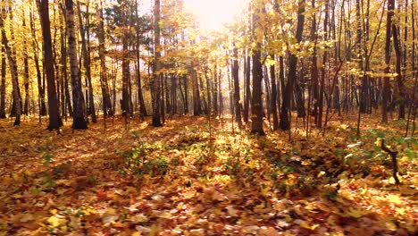 colorful autumn forest wood