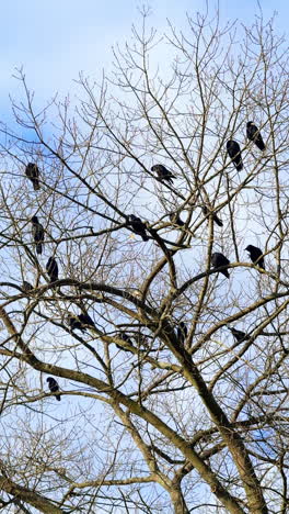 black crows sit on the bare tree. wintering birds resting on the tree in the park. low angle view. vertical video.