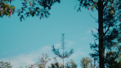 a shot of a clay bird flying against a bright blue sky background, getting hit and shattering into pieces. the scene is beautifully framed by vibrant green trees, adding depth to the scene