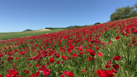 Fields-of-red-poppies-on-a-green-field