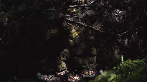 Sonnenlicht-Flackert-Auf-Moosigen-Steinen-Im-Wald---4k