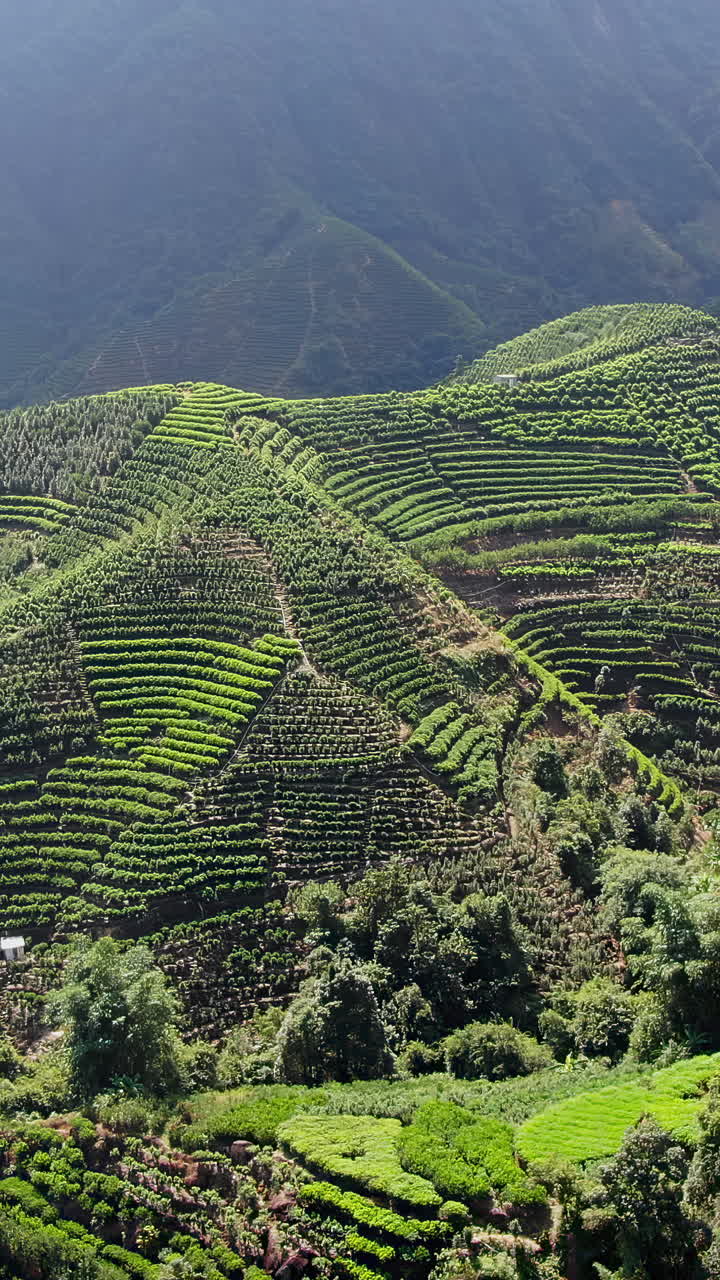 테라스 된 언덕의 차 농장