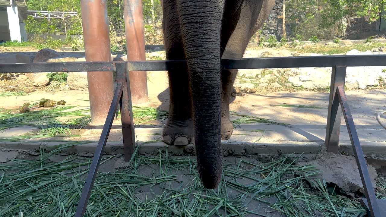 동물원의 코끼리