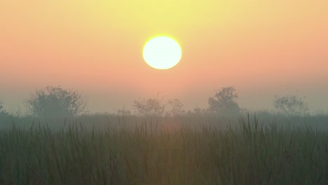 foggy and misty morning sunrise landscape in everglades sawgrass habitat