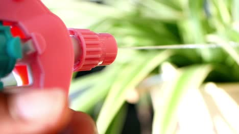 primer plano de una mano rociando agua en una planta verde usando una botella de rociador rosa