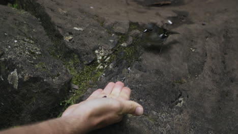 Small-bird-curiously-investigates-hand-with-food-before-taking-food-and-leaving