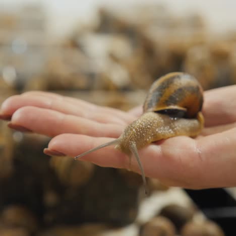 A-woman-holds-a-garden-snail-in-the-palm-of-her-hand