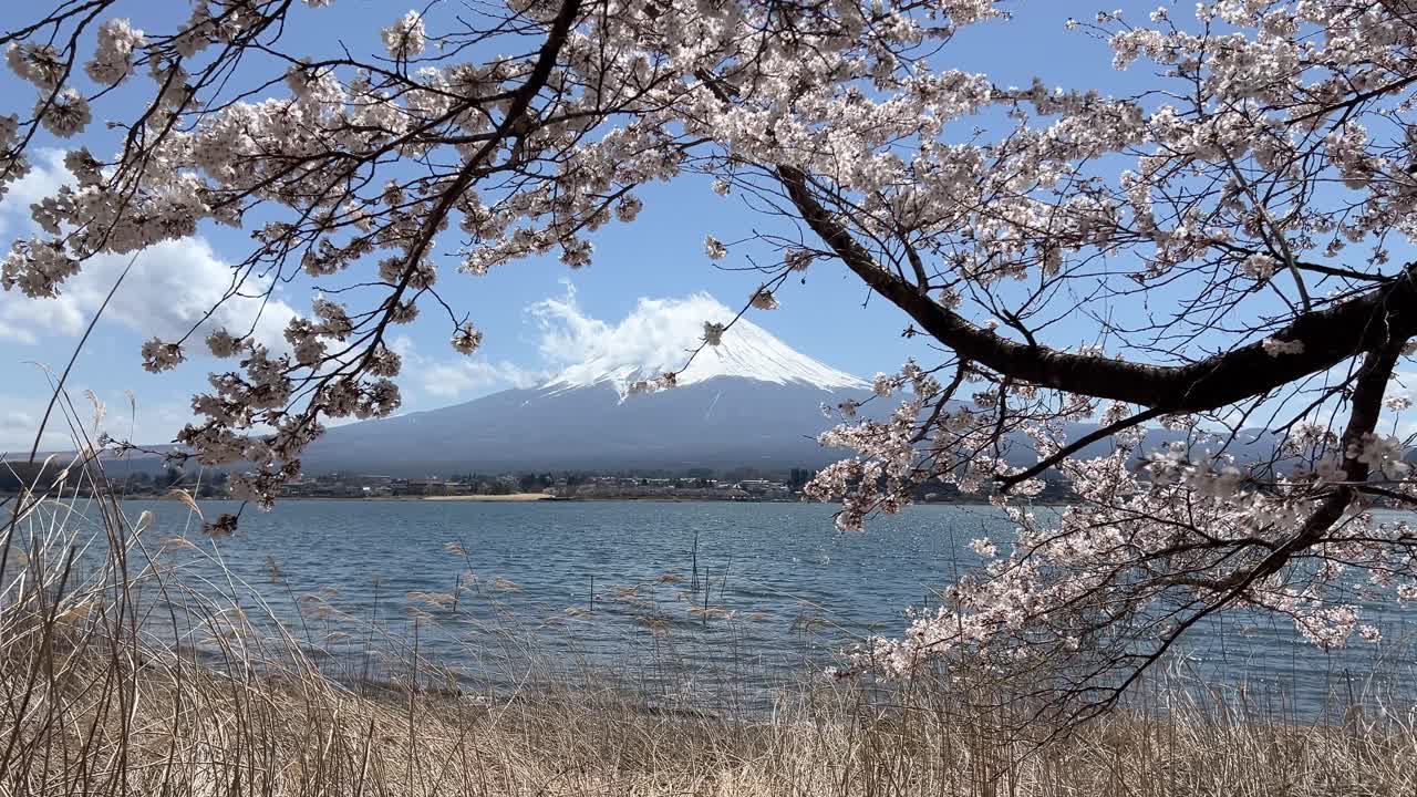 Kawaguchiko Gölü'nde Fuji Dağı'nı çerçeveleyen güzel Sakura kiraz çiçekleri.