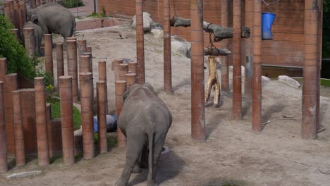 elephants in artificial maze inside zoo - handheld