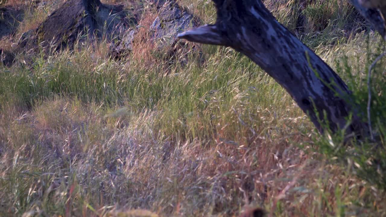 campo de hierba que sopla en el viento en verano