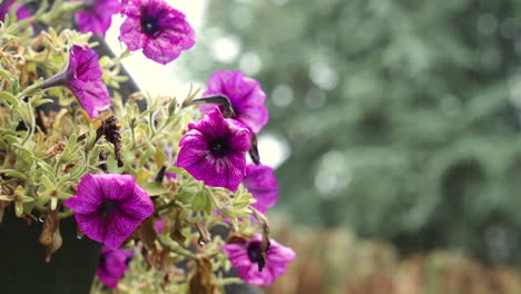 purple petunias in a balconniere during light rain, medium close shot