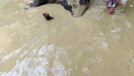 Man's-hand-getting-a-handful-of-mud-from-the-pail-and-put-it-on-the-elephant's-body-in-Khao-Sok-National-Park-in-Thailand---closeup-shot